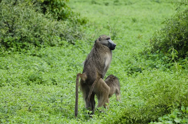 Macacos Acasalamento Chobe National Park Botsuana — Fotografia de Stock