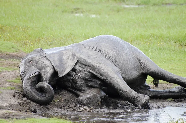 Elephant Mud Bathing - Chobe National Park - Botswana