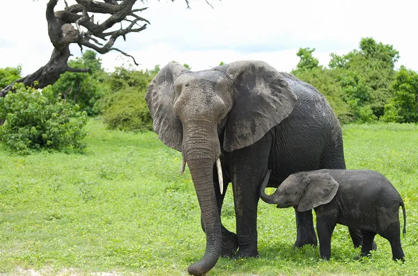 Elefante Ternera Parque Nacional Chobe Botswana —  Fotos de Stock