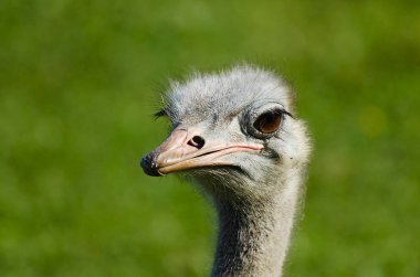 Afrika devekuşu - Masai Mara - Kenya