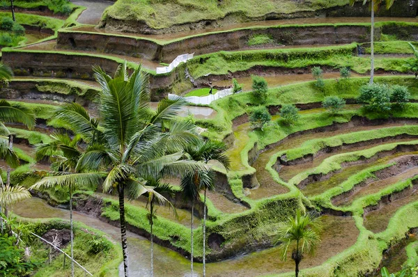 Terrazze Riso Tegalalang Bali Indonesia — Foto Stock