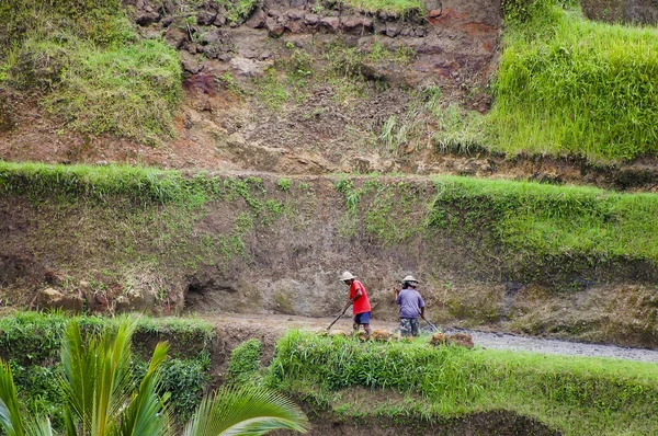 Terrazas Arroz Tegalalang Bali Indonesia — Foto de Stock