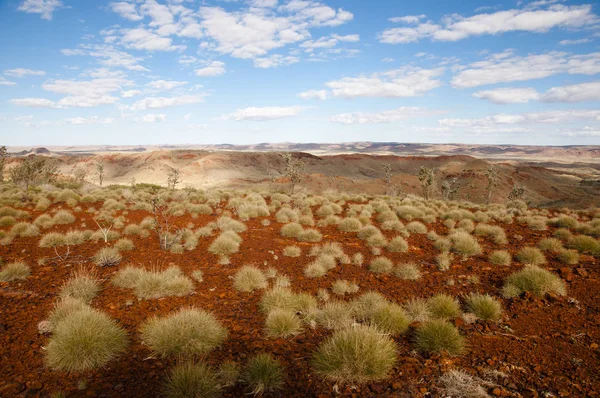 Spinifeks Çim Bitkileri Outback Avustralya — Stok fotoğraf