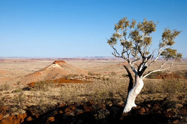 Eucalyptus Boom Pilbara West Australië — Stockfoto