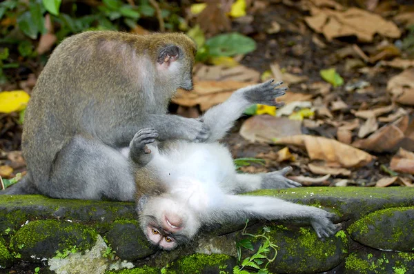 Ubud Monkey Forest Bali Indonezja — Zdjęcie stockowe