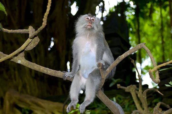 Ubud Monkey Forest Bali Indonésia — Fotografia de Stock