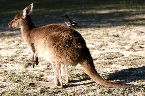 Kango & Willie Wagtail Bird - Австралия
