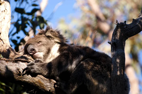 Sleeping Koala Yanchep National Park Australia — Stock Photo, Image