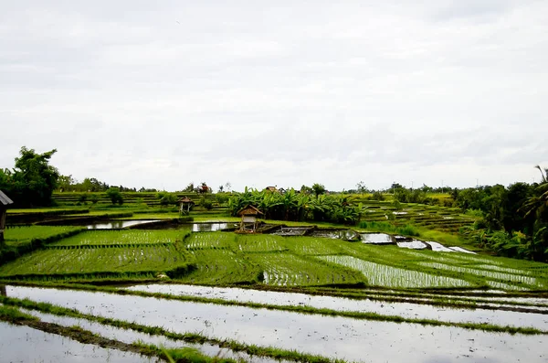 Campo Arroz Bali Indonesia — Foto de Stock