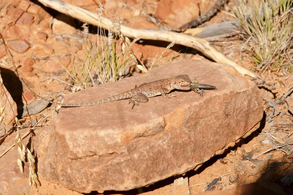 Monitor Lizard Comer Gafanhoto Austrália — Fotografia de Stock