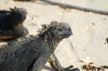 Deniz Iguanas - Galapagos - Ekvador