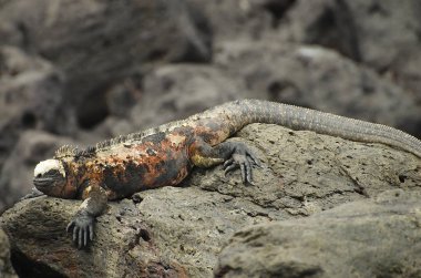 Deniz Iguana - Galapagos - Ekvador