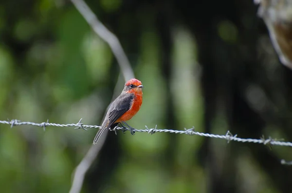 Vermilion Flycatcher Galápagos Equador — Fotografia de Stock