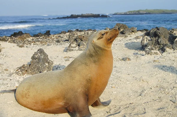 Sea Lion Galapagos Islands Ecuador — Stock Photo, Image