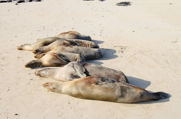 Sea Lions Espanola Island Galapagos — Stock Photo, Image