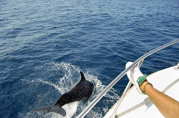 Golfinho Selvagem Galápagos Equador — Fotografia de Stock