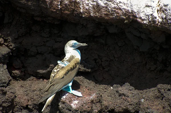Blue Footed Booby Galápagos Ecuador —  Fotos de Stock