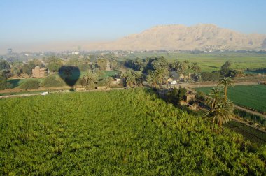 Şeker kamışı tarlaları - Luxor - Mısır