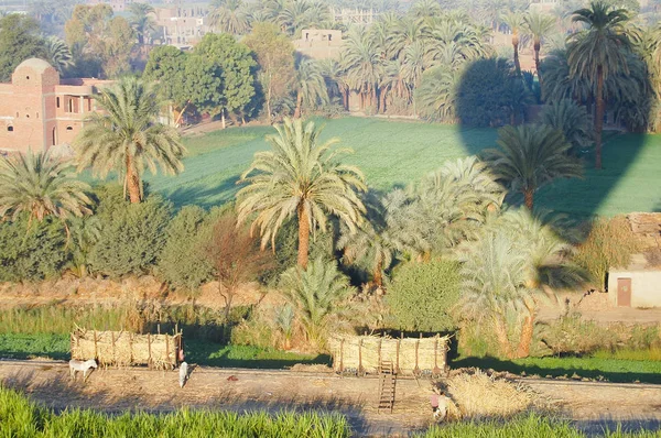 Plantations Canne Sucre Luxor Egypte — Photo