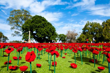 Yapay Poppies Kings Park - Perth - Avustralya