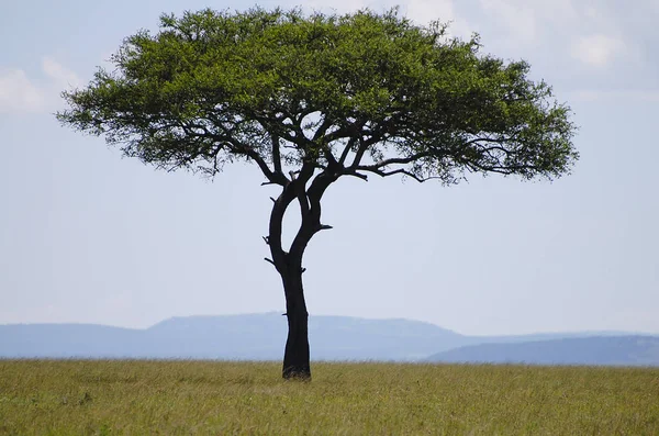 Acacia Tree Masai Mara Kenya — Stock Photo, Image