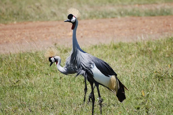 Grue Couronnée Grise Masai Mara Kenya — Photo