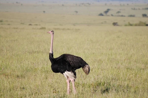 Avestruz Africana Masai Mara Quénia — Fotografia de Stock