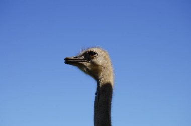 Devekuşu kafasını muhafaza içinde