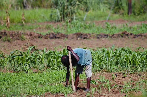 African Farmer Field Malawi — Stock Photo, Image