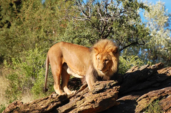 Wilde Leeuw Natuurreservaat Namibië — Stockfoto