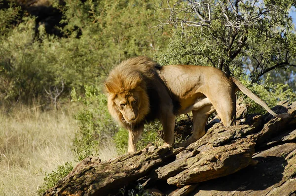 Wilde Leeuw Natuurreservaat Namibië — Stockfoto