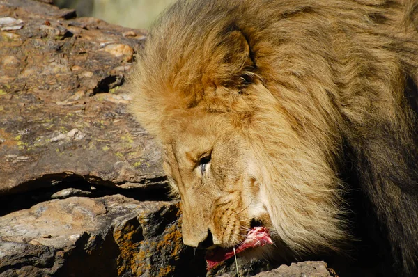 Wilde Leeuw Natuurreservaat Namibië — Stockfoto