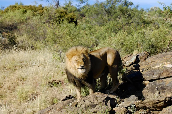 Wilde Leeuw Natuurreservaat Namibië — Stockfoto