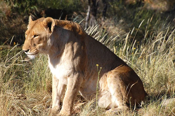 Wild Leeuwin Nature Reserve Namibië — Stockfoto