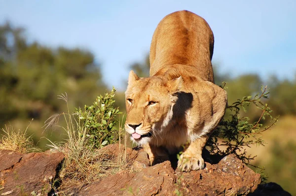 Wild Leeuwin Nature Reserve Namibië — Stockfoto