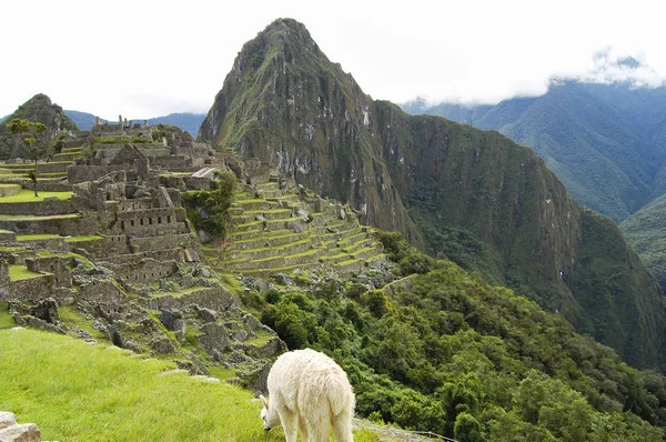 Lama Machu Picchu Perù — Foto Stock