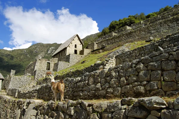 Lama Machu Picchu Peru — Stok fotoğraf