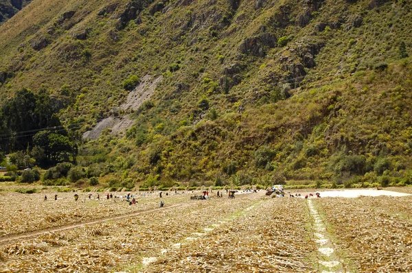 Maize Harvest Peru — Stock Photo, Image