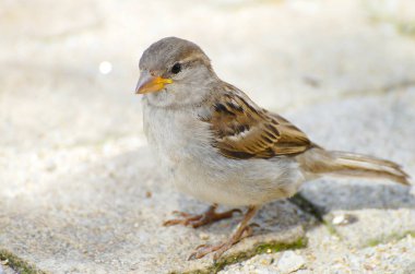 Serçe kuşu bir Arnavut kaldırımı taş sokakta