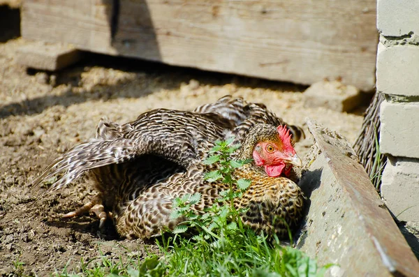Κοτόπουλο Ελευθέρας Βοσκής Αγρόκτημα — Φωτογραφία Αρχείου