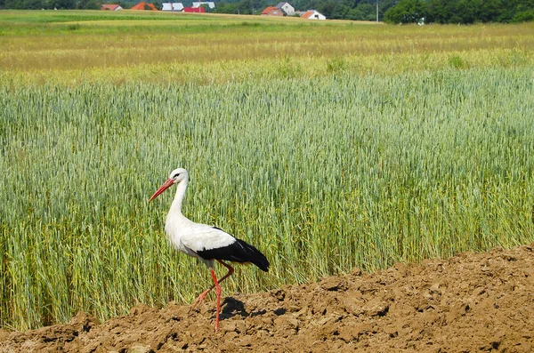 Stork Plowed Field — Stock Photo, Image