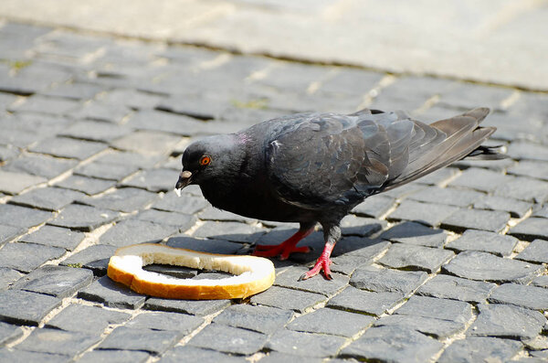 Pigeon Eating on Cobble Street