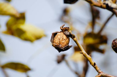 Walnut on a Tree