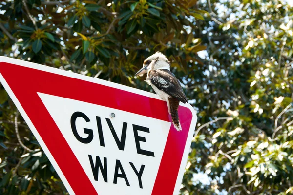 Riendo Kookaburra Señal Tráfico Australia —  Fotos de Stock