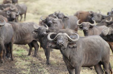 Buffalos - Ngorongoro krateri - Kenya