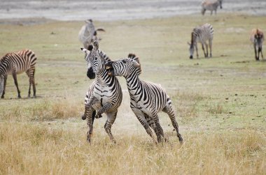 Zebras Fighting - Ngorongoro Crater - Tanzania clipart