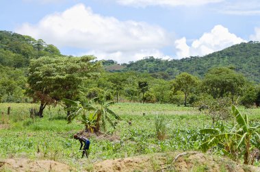 Zambiya Tarım alanları
