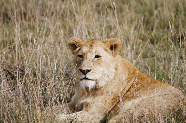 Leeuwin Ngorongoro Crater Tanzania — Stockfoto