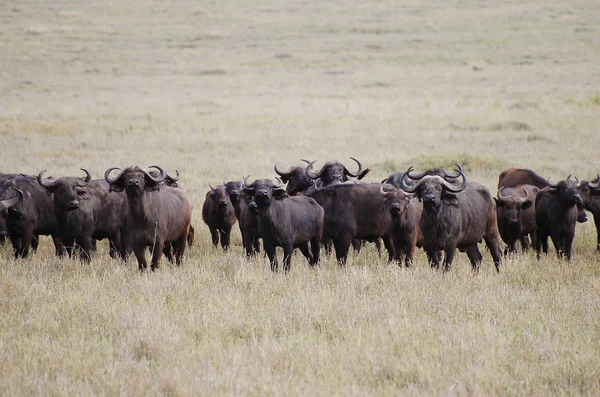 Buffalos Ngorongoro Crater Kenya — Stock Photo, Image