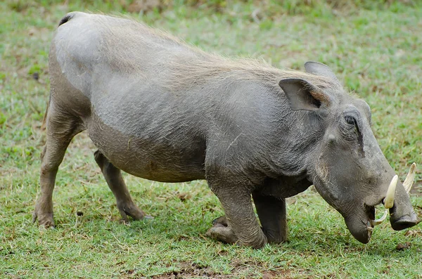 Warthog Ngorongoro Crater 坦桑尼亚 — 图库照片